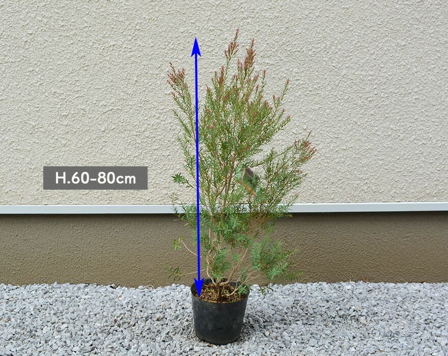 楽天市場 メラレウカ レッドジェム 樹高 60 80cm ティーツリー レプトスペルマム 赤葉 観葉植物 おしゃれ オーストラリア オージープランツ ネイティブ 植木 庭木 苗 ガーデニング ベランダ 玄関 花壇 寄せ植え シンボルツリー 樹緑 Kimidori