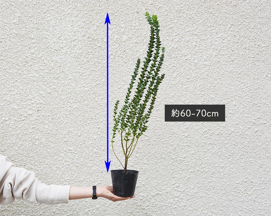 楽天市場 アカシア サンカクバ 約60 70cm 植木 庭木 苗 三角葉 シンボルツリー ガーデニング オージープランツ 鉢植え 玄関 庭植え おしゃれ 樹緑 Kimidori