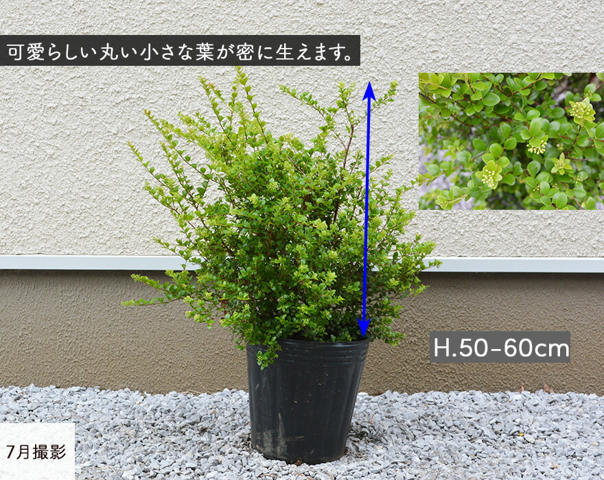 シジギウム ブクシフォリア 常緑 灌木 略号成木 樹量 50 60cm オージープランツ オーストラリア シジキエム 観葉植物 植木 庭木 ガーデニング エクステリア 園芸 Hotjobsafrica Org シジギウム ブクシフォリア 常緑 灌木 略号成木 樹量 50 60cm オージープランツ オーストラリア シジキエム 観葉植物 植木 庭木 ガーデニング エクステリア 園芸 Hotjobsafrica Org