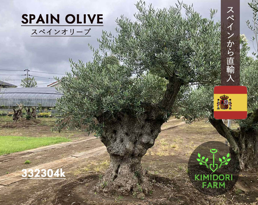 楽天市場】国産 オリーブ シプレッシーノ cipressino 現品 植木 庭木