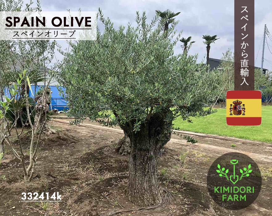 楽天市場】国産 オリーブ シプレッシーノ cipressino 現品 植木