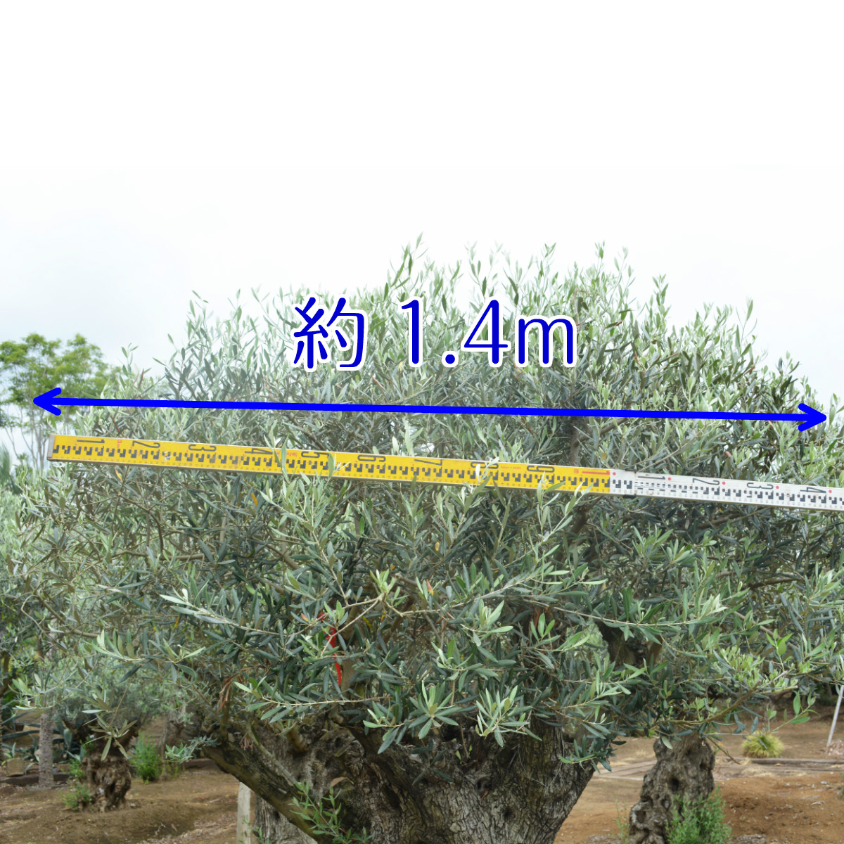 限定品 スペインオリーブ 古木 O 約300cm 原木 地植え 丈夫 現品 一点物 庭 見学可能 横浜 植木 シンボルツリー 庭木 苗木 ガーデニング オリーブの木 オリーブの実 新築 記念樹 南欧 プロヴァンス エクステリア 外構 樹齢 高品質 クリスマス 割引クーポン対象品