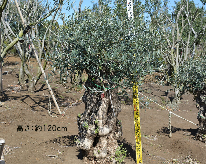 シニアファッション スペインオリーブ 古木 S 約1cm 地植え 丈夫 現品 一点物 庭 見学可能 横浜 植木 シンボルツリー 庭木 苗木 ガーデニング オリーブの木 オリーブの実 新築 記念樹 南欧 プロヴァンス エクステリア 外構 樹齢 高品質 クリスマス おしゃれ人気 Www Imh Ae