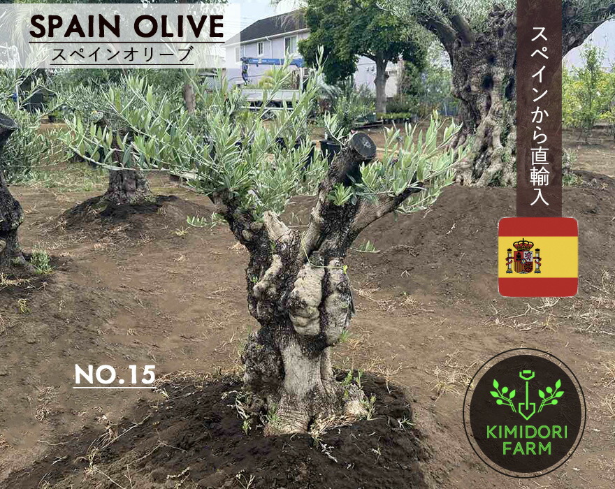 メラレウカ 紅茶天然木