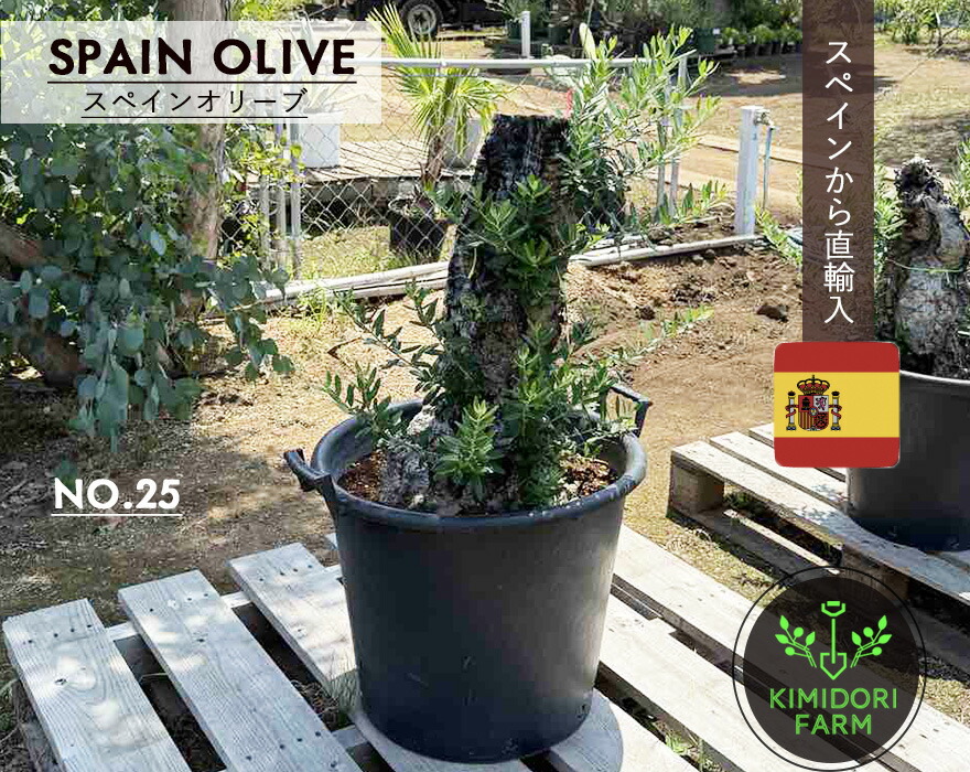 楽天市場】スペインオリーブ 古木 GUY シンボルツリー オリーブの木 約