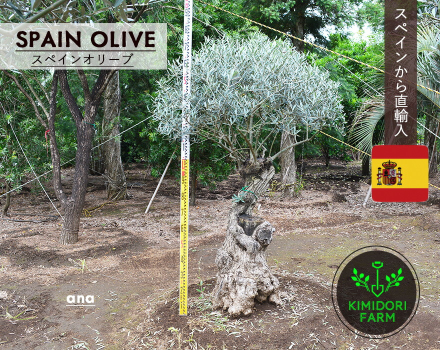 楽天市場】国産 オリーブ シプレッシーノ cipressino 現品 植木