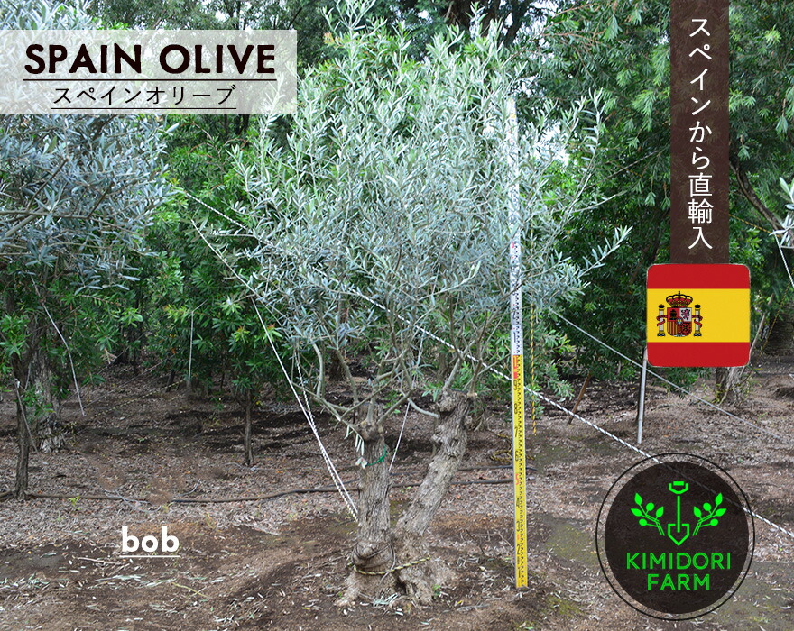 楽天市場】国産 オリーブ シプレッシーノ cipressino 現品 植木