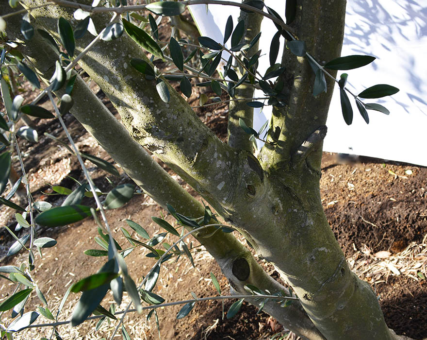 Saleセール 国産 オリーブ Dd 植木 庭木 大型 約350cm オリーブの木 ナチュラル ガーデニング エクステリア 外構 シンボルツリー ポイント10倍 Munipacaran Gob Pe