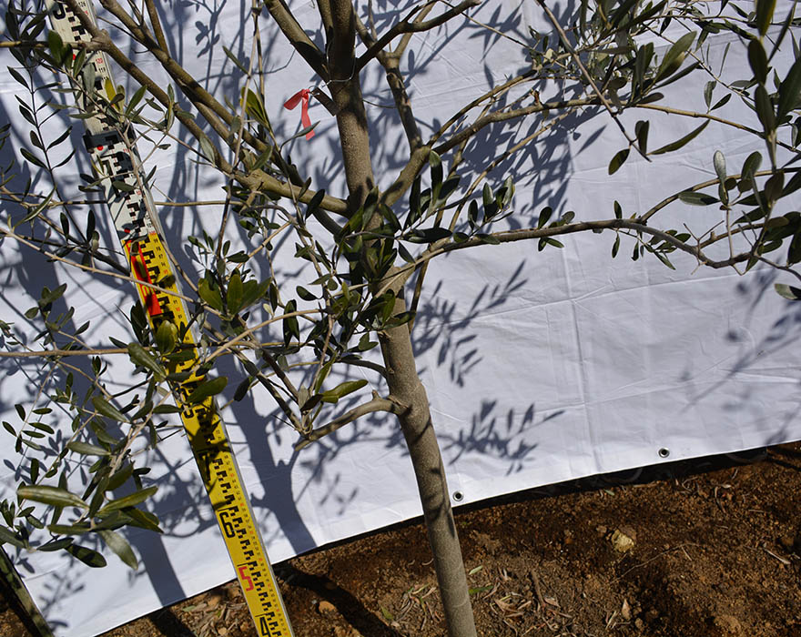 楽天市場 国産 オリーブ Ff 植木 庭木 大型 約250cm オリーブの木 ガーデニング ナチュラル シンボルツリー 店舗 外構 母の日 樹緑 Kimidori