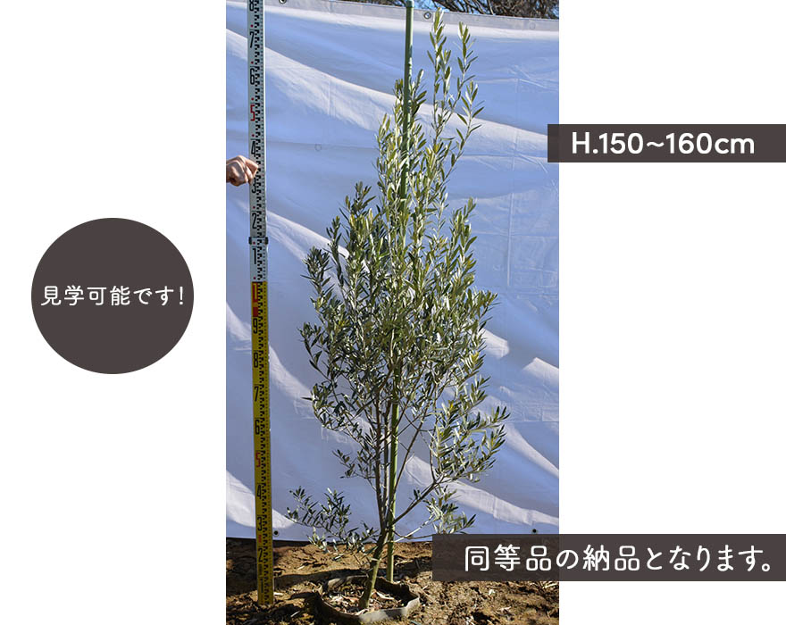 楽天市場 国産 オリーブ Hh 植木 庭木 約150 160cm オリーブの木 シンボルツリー ガーデニング グリーン ナチュラル 外構 エクステリア 母の日 樹緑 Kimidori