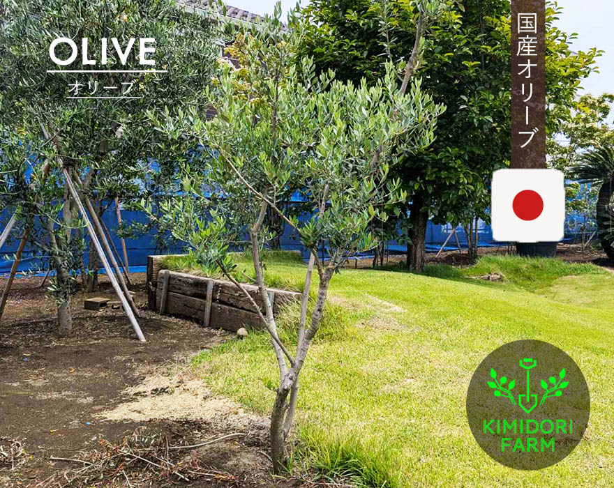 ■オリーブ■シプレッシーノ■シンボルツリー■ Amazon.co.jp: 現品販売 常緑樹木 オリーブ シプレッシーノ 7号 高さ