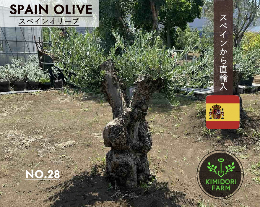 楽天市場】国産 オリーブ シプレッシーノ cipressino 現品 植木 庭木