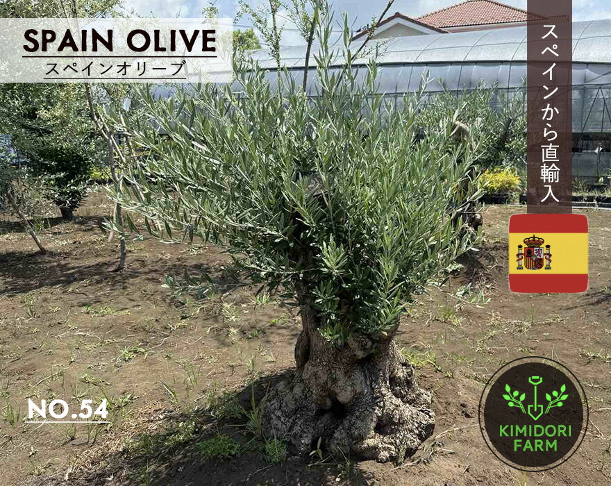 楽天市場】スペインオリーブ 古木 332304k シンボルツリー オリーブの