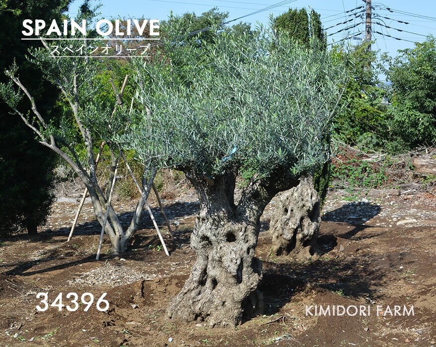 楽天市場】国産 オリーブ シプレッシーノ cipressino 現品 植木 庭木