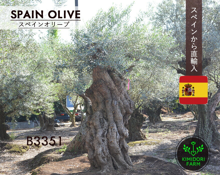 楽天市場】国産 オリーブ シプレッシーノ cipressino 現品 植木 庭木 
