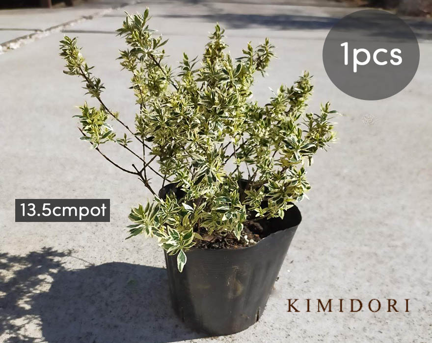 楽天市場 アベリア コンフェッティ 1本 13 5cm 低木 カラーリーフ グランドカバー 斑入り 苗 ガーデニング 葉 花 園芸 植木 庭木 寄せ植え 樹緑 Kimidori