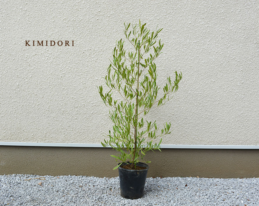 楽天市場 ドドナエア サンドオリーブ 約100 110cm オージープランツ 庭木 植木 植栽 シンボルツリー ポップブッシュ 育てやすい 樹緑 Kimidori