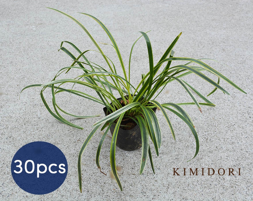 フイリヤブラン　ポット苗　1000ポット フイリヤブラン ポット苗 1000ポット フイリヤブラン ポット苗 1000