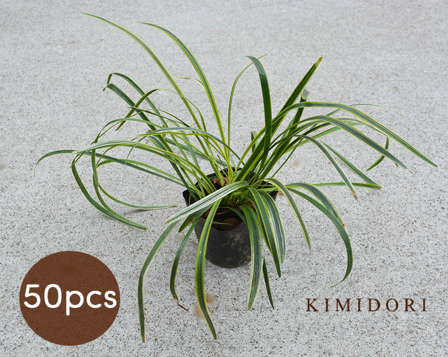 50個セット 観葉植物 樹緑 Kimidori 斑入り リリオペ ヤブラン 10 5cmポット フイリヤブラン しなやかな細い斑入りの葉が素敵です 斑入り ヤブラン 花 観葉植物 ミニ