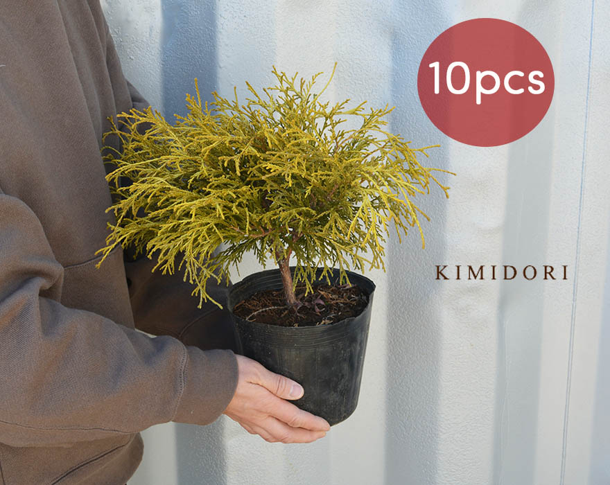 コニファー・針葉樹 NOBU コニファー・針葉樹 NOBU Amazon.co.jp: ITANSE コニファー アルミ