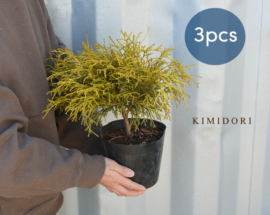 楽天市場 ゴールデンモップ 3本セット コニファー 植木 庭木 針葉樹 イエロー 15cmポット 低木 グランドカバー 洋風 和風 ガーデニング エクステリア 園芸 植物 母の日 樹緑 Kimidori