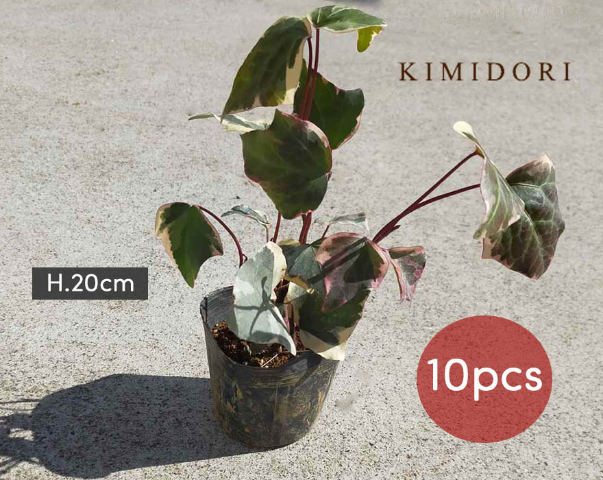 ヘデラ バリエガータ アイビー 10個セット 9cmポット 苗 植木 庭木 観葉植物 斑入り おしゃれ ガーデニング 園芸 インテリア 寄せ植え 庭植え Educaps Com Br