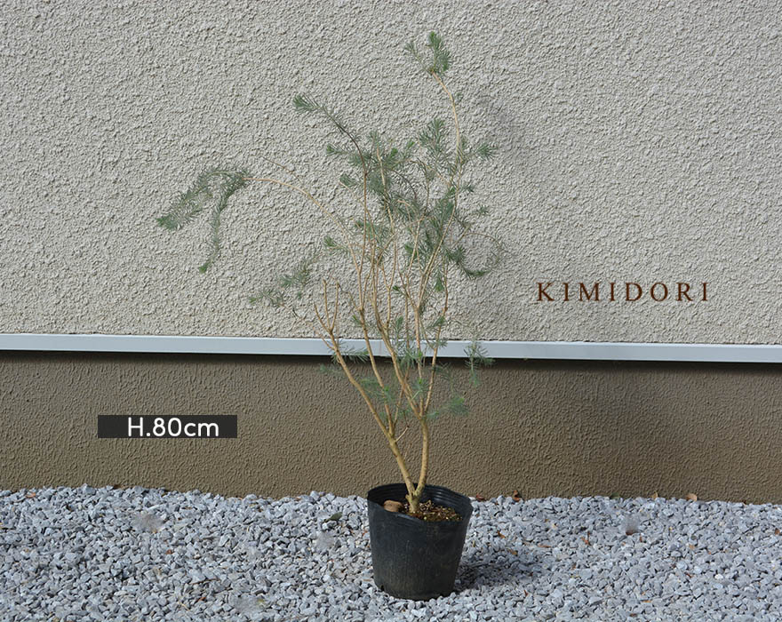 楽天市場 カロタムス カルタムス 約80cm オージープランツ オーストラリア 常緑 低木 植木 庭木 個性的 シンボルツリー ドライ 庭植え ガーデニング 園芸 鉢植え 明るい 観葉植物 苗 母の日 樹緑 Kimidori