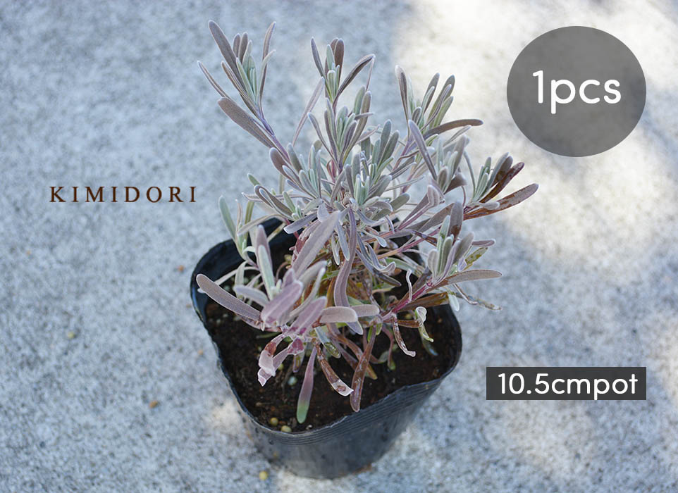 楽天市場 ラベンダー 苗 個セット 植木 庭木 ハーブ 10 5cmポット 低木 イングリッシュガーデン 地植え 花壇 エクステリア ガーデニング 芳香 香り 母の日 樹緑 Kimidori