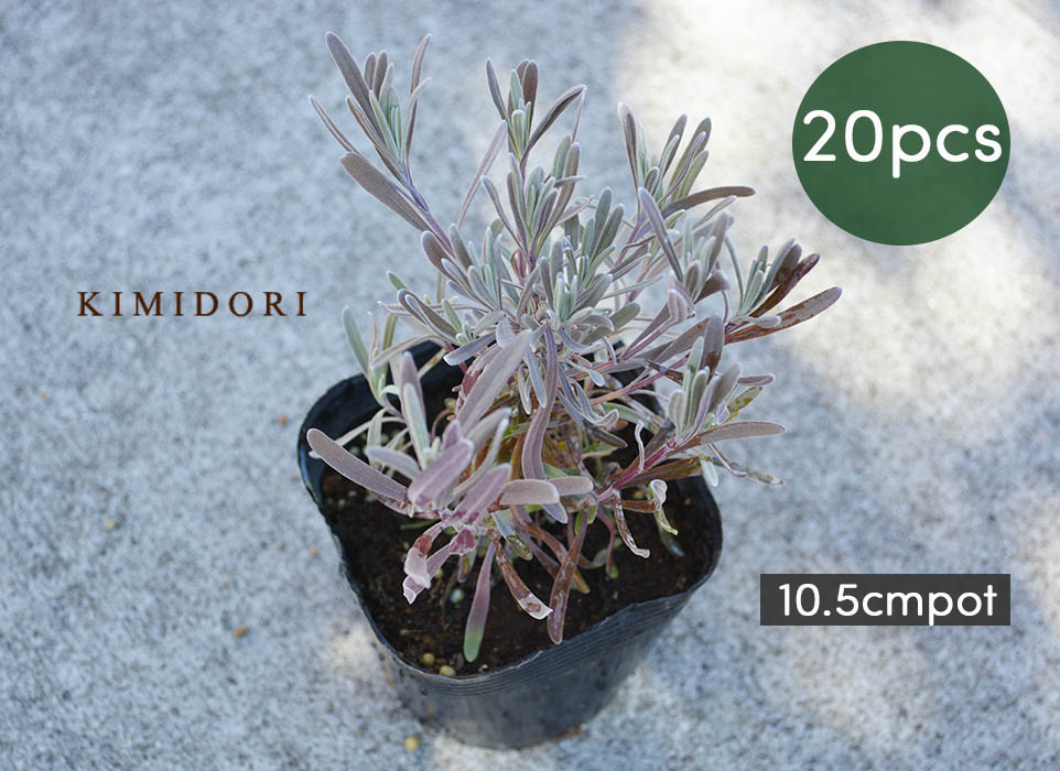 楽天市場 ラベンダー 苗 個セット 植木 庭木 ハーブ 10 5cmポット 低木 イングリッシュガーデン 地植え 花壇 エクステリア ガーデニング 芳香 香り 母の日 樹緑 Kimidori