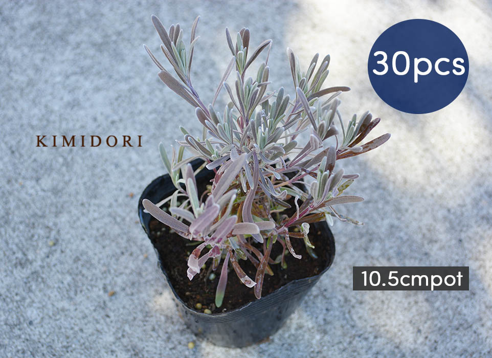 新品値引きする の庭木 低木 10 5cmポット 苗 Kimidori香りが良く人気のハーブです 小苗ですが 10 5cmポットなのでややボリュームありです イングリッシュガーデン ラベンダー ガーデニング 農業 植木 ハーブ イングリッシュガーデン 植木 洋風 樹緑 地植え 花壇