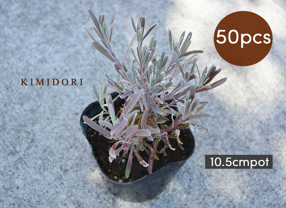 ラベンダー 苗 50個セット 植木 庭木 ハーブ 10 5cmポット 低木 ガーデニング エクステリア 洋風 イングリッシュガーデン 香り 母の日 香りが良く人気のハーブです 小苗ですが 10 5cmポットなのでややボリュームありです Clickcease Com