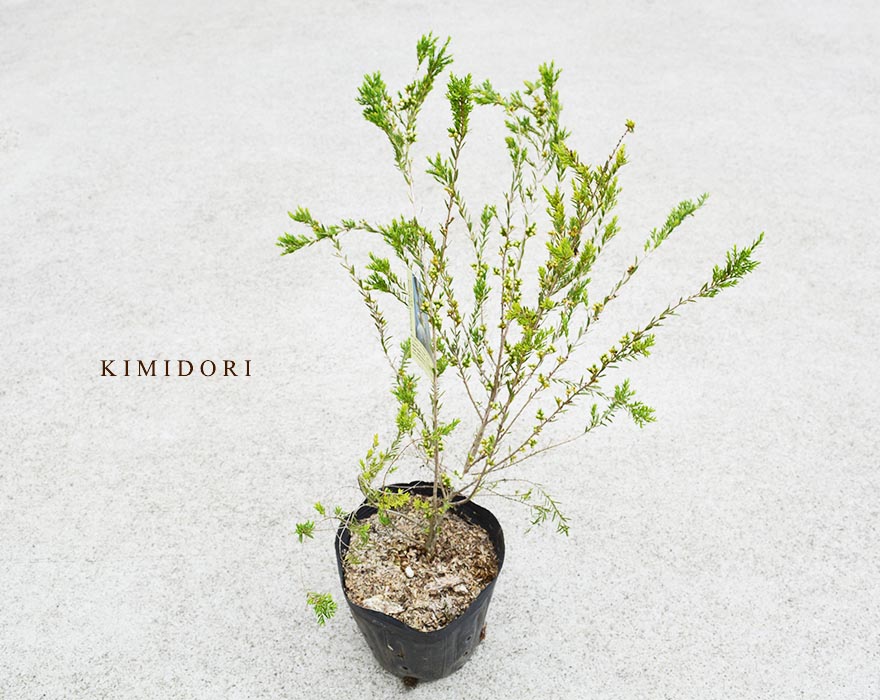 楽天市場 メラレウカ タイムハニーマータル ホワイトレース ティーツリー 樹高 約50 60cm 観葉植物 シンボルツリー 玄関 ベランダ 植木 庭木 寄せ植え 鉢植え 白花 オージープランツ タイムハニーマートル 樹緑 Kimidori