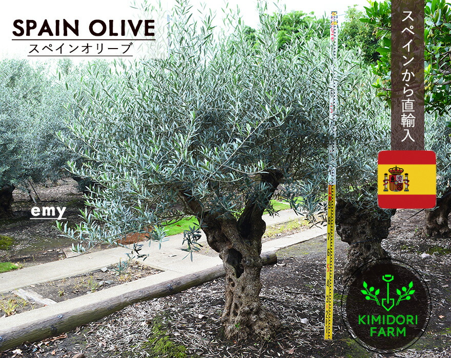 楽天市場】国産 オリーブ シプレッシーノ cipressino 現品 植木 庭木