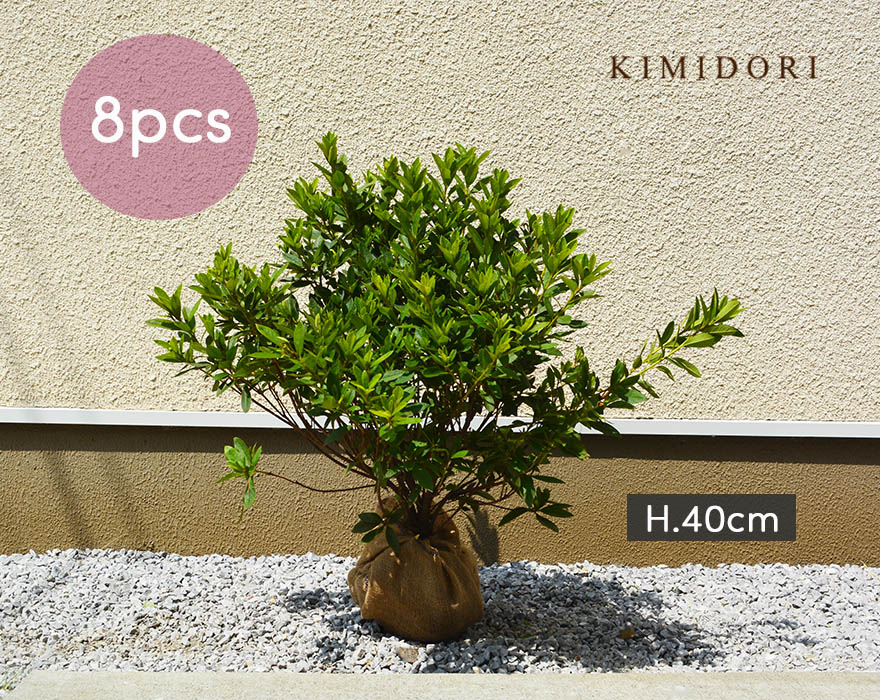 オオムラサキ ツツジ 約40cm 8本セット 低木 生垣 目隠し 隣家 ガーデニング 庭植え 和風 園芸 丈夫 花 つつじ Ultranoticias Com Mx