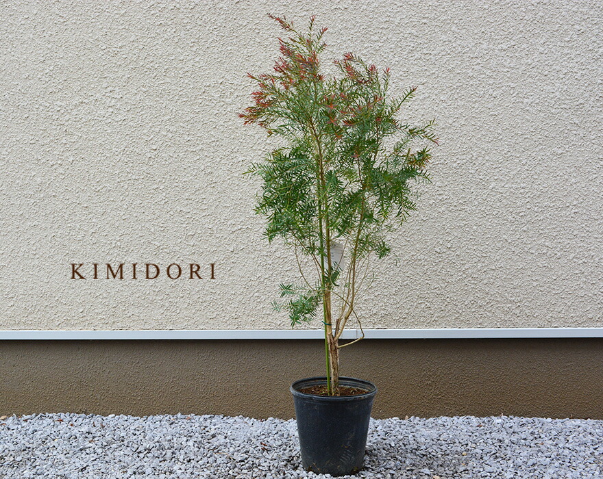 楽天市場 メラレウカ レッドジェム 約100 1cm 人気 おしゃれ 観葉植物 鉢植え 花 植木 苗 苗木 シンボルツリー 目隠し 庭木 ガーデニング エクステリア 新築 シルバー 常緑 鉢 木 常緑樹 新築 記念樹 お祝い 新築祝い 育てやすい クリスマス 樹緑 Kimidori