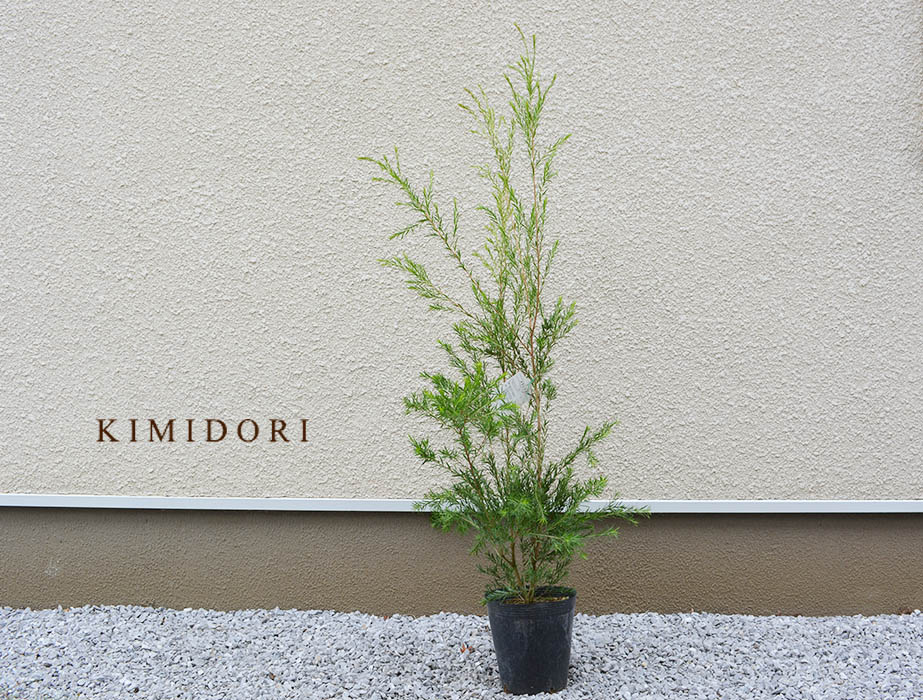 メラレウカ レボリューショングリーン クオンティティー木高 100cm ティー木 レプトスペルマム ネイティブプランツ 植栽 植木 庭木 鉢植え 草本 寄せ植え ガーデニング 園芸 フトモモフィールド 薫 オーストラリア 記ツリー 戸口 縁側 材デッキ 鉢植え 樹葉 ティーツリー