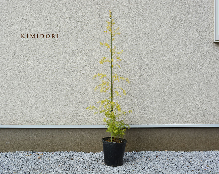 楽天市場 レボリューションゴールド メラレウカ 約1cm オージープランツ ネイティブ おしゃれ 植栽 植木 庭木 ガーデニング 母の日 樹緑 Kimidori