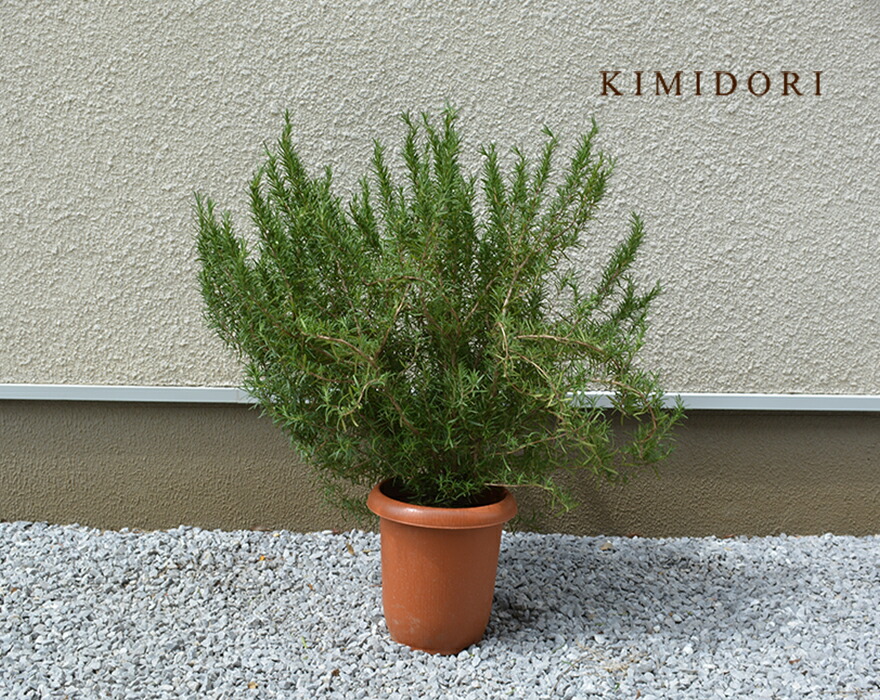 ローズマリー 大株 ハーブ 苗 植木 庭木 21cmポット 樹高 60 70cm Barriosurbanos Com Ar