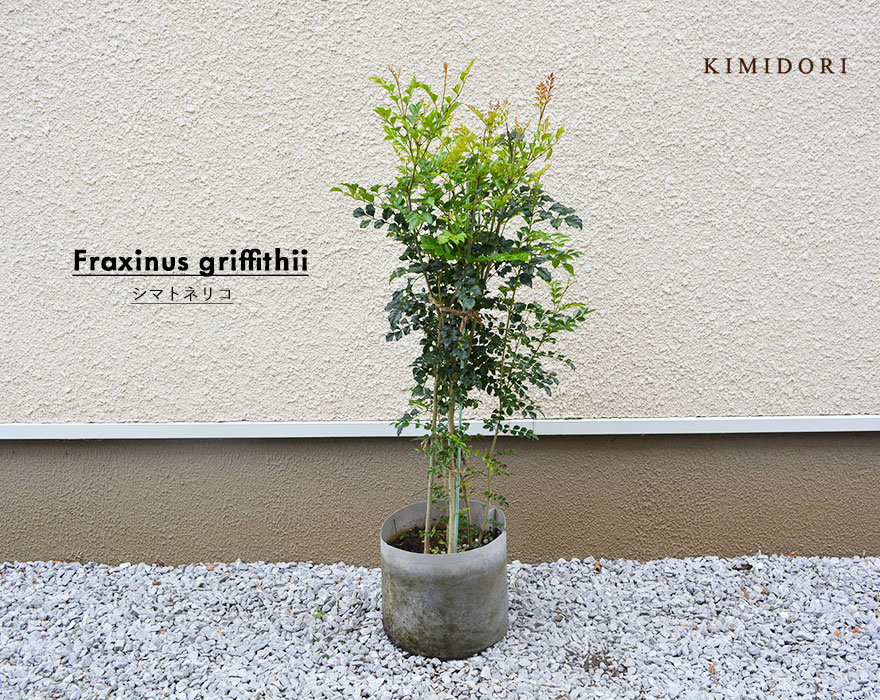 22正規激安 サツキ ツツジ 約30cm 皐月 植木 庭木 苗 ガーデニング 常緑低木 盆栽 園芸 和風 花 さつき