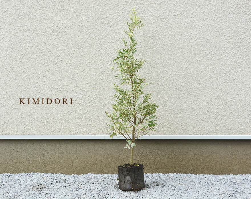 ふるさと納税 隣家 フェンス 生垣 エクステリア ガーデニング 庭木 目隠し シンボルツリー 苗木 苗 植木 鉢植え おしゃれ プリペット 人気 約100cm 5本 シルバープリペット 10日限定クーポン 新築 シルプリ 育てやすい 新築祝い お祝い 木 鉢 常緑 シルバー 園芸 D02