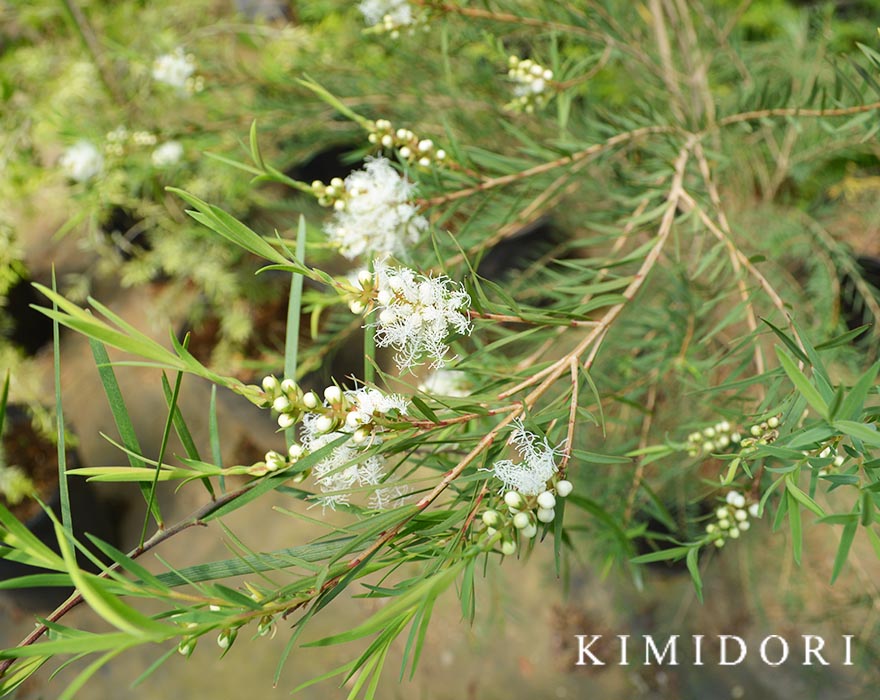 ティーツリー メラレウカ 庭木 シンボルツリー 植木 ベランダ レプトスペルマム Kimidori メラレウカ 100 1cm 玄関 樹緑 苗 植木 樹高 オージープランツ メラレウカは キャプテン クックがこの葉をお茶として飲んだことから ティーツリーと呼ばれています スノー