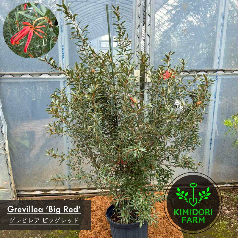 グレビレア ビッグレッド オージープランツ 鉢植え 植木 庭木 植栽 外構植栽 オージーガーデン 常緑樹｜オリーブの木 キミドリファーム 14,652円