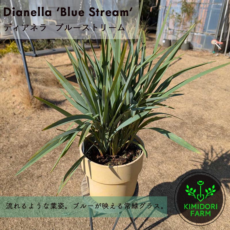 ディアネラ ブルーストリーム dianella bluestream キキョウラン オージープランツ グラス 庭植え 植栽 花 実 カラーリーフ