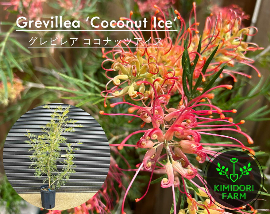 楽天市場】【現品】グレビレア ココナッツアイス 7号セラアート鉢植え