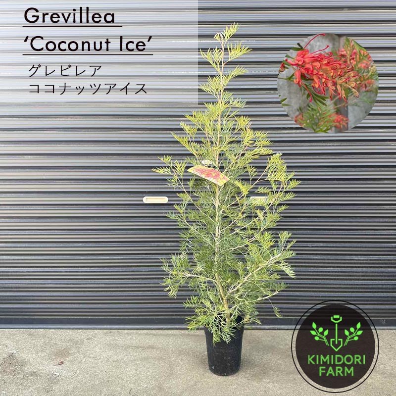 楽天市場】ピグミーダンサー グレビレア グレヴィレア 約50cm オージー