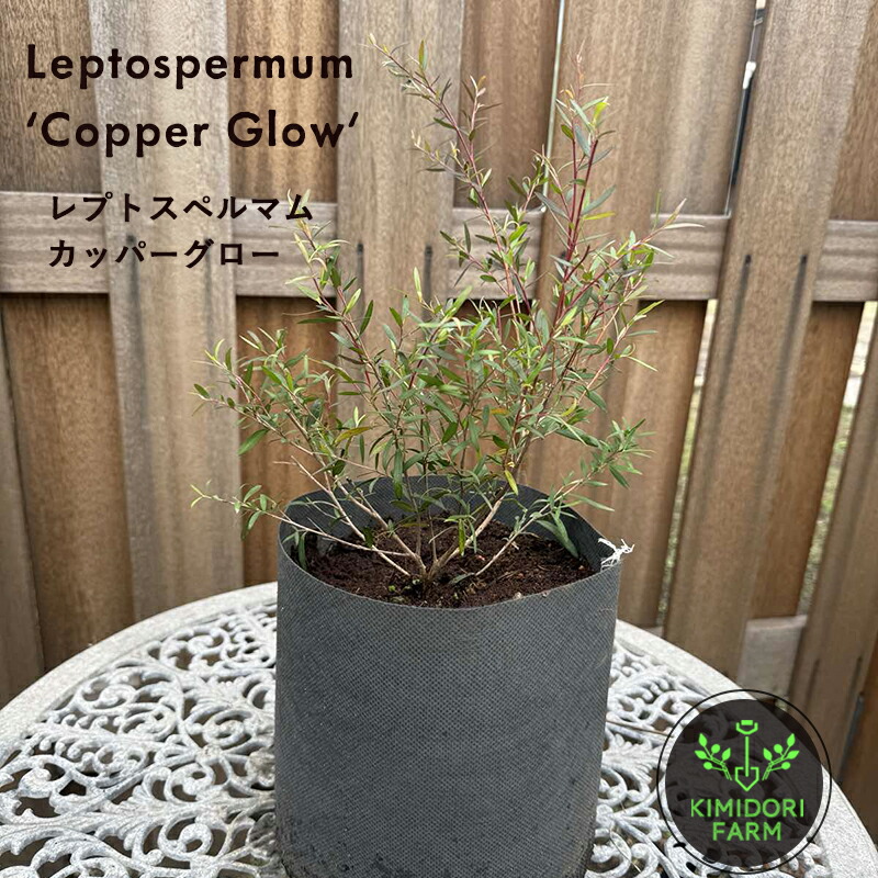 楽天市場】レプトスペルマム カードウィル 常緑低木 シンボルツリー