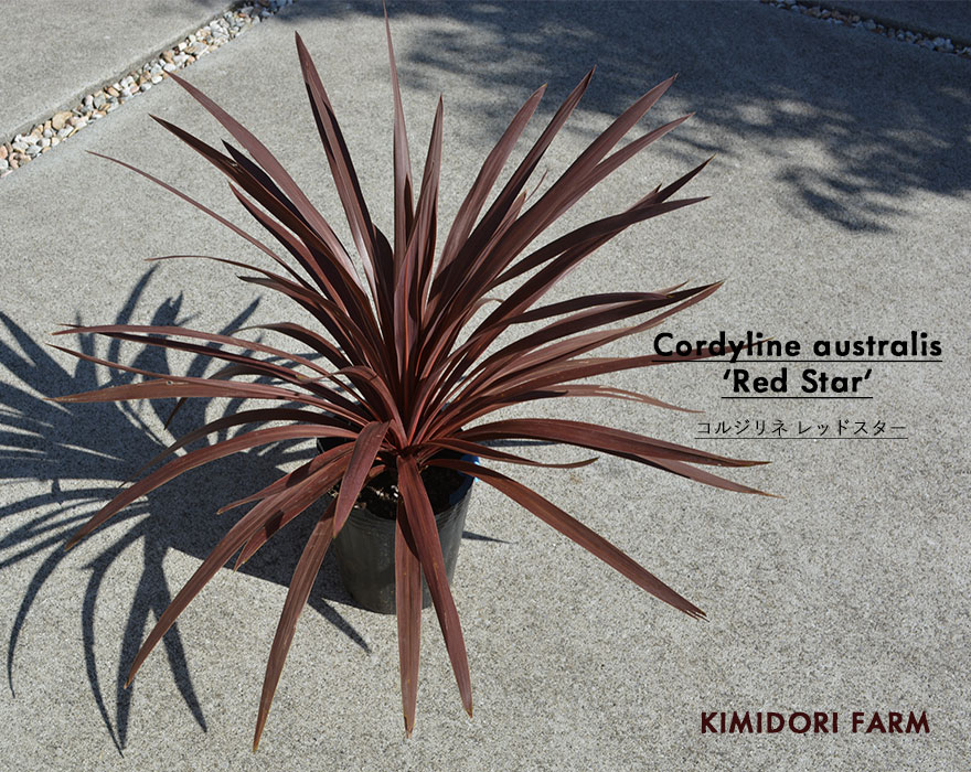 コルジリネ オーストラリス レッドスター 赤ドラ 約40-60cm Cordyline australis Red Star オージープランツ 庭植え 寄せ植え 低木 鉢植え ロックガーデン ドライガーデン エクステリア インテリア 赤 葉 カラーリーフ 観葉植物 コルディリネ画像