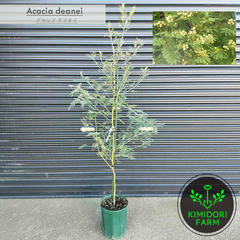 楽天市場】アカシア スピネセンス スピニーワトル 3.5号サイズ 大苗 高