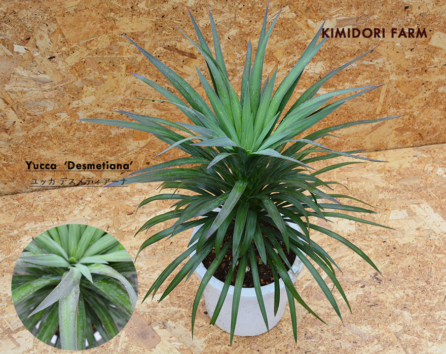楽天市場】ユッカ トンプソニアーナ 常緑 観葉植物 丈夫 耐寒性 ドライ