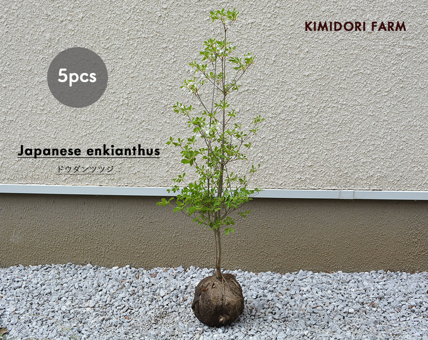 ドウダンツツジ 約80cm 5本 セット 低木 生垣 フェンス 目隠し 隣家 苗 植木 庭木 庭植え つつじ 満天星 すずらん スズラン 日陰 紅葉 花 エクステリア ベランダ ガーデニング クリスマス 枝